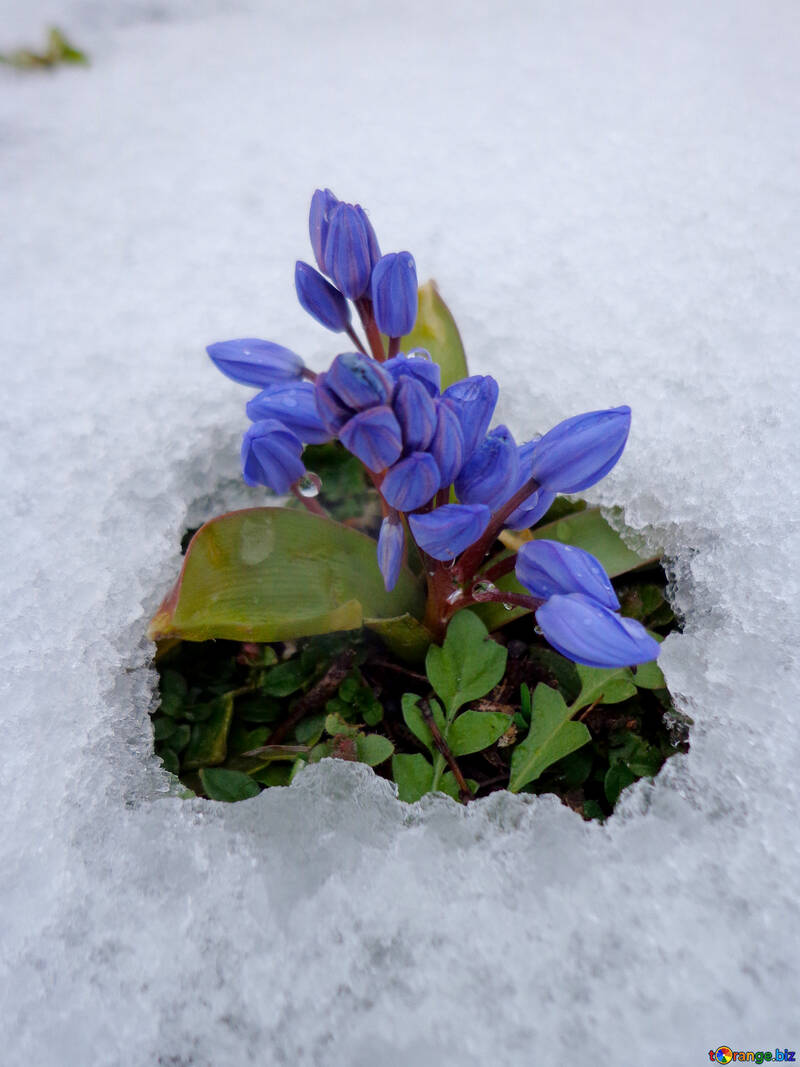 Flor bajo la nieve №43139