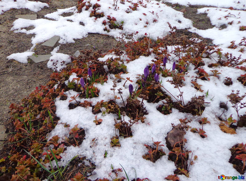 Glade crocus dans la neige №43124