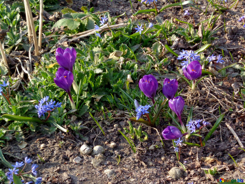 Spring flowers crocuses and Scilla №43048