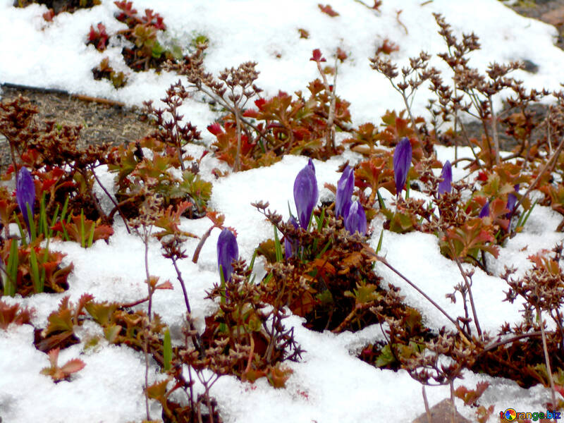 Fiori di primavera nella neve №43102