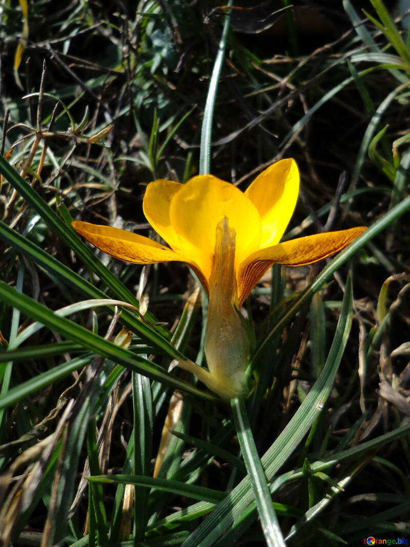 Primavera fiore giallo №43080