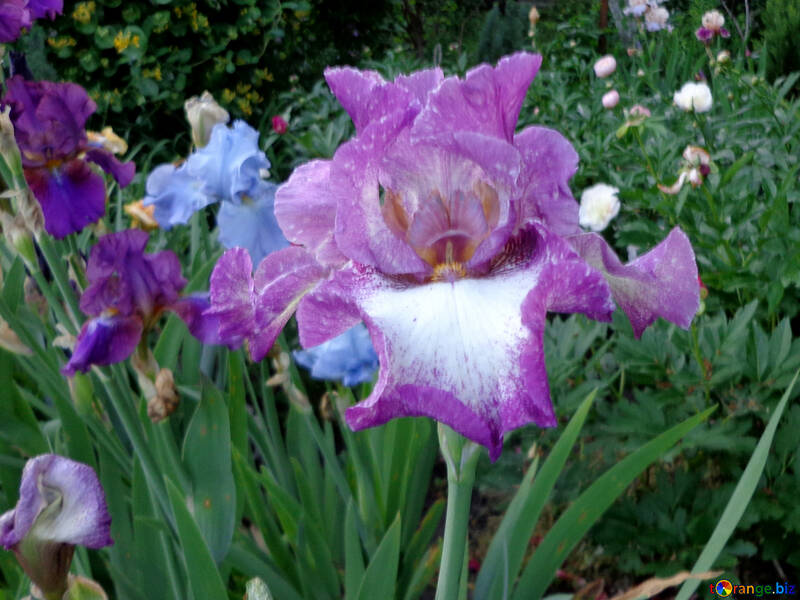 美しいアイリスの花 №43006