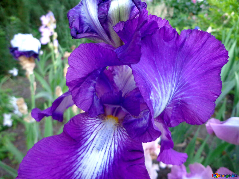 Helle Iris Blume №43016