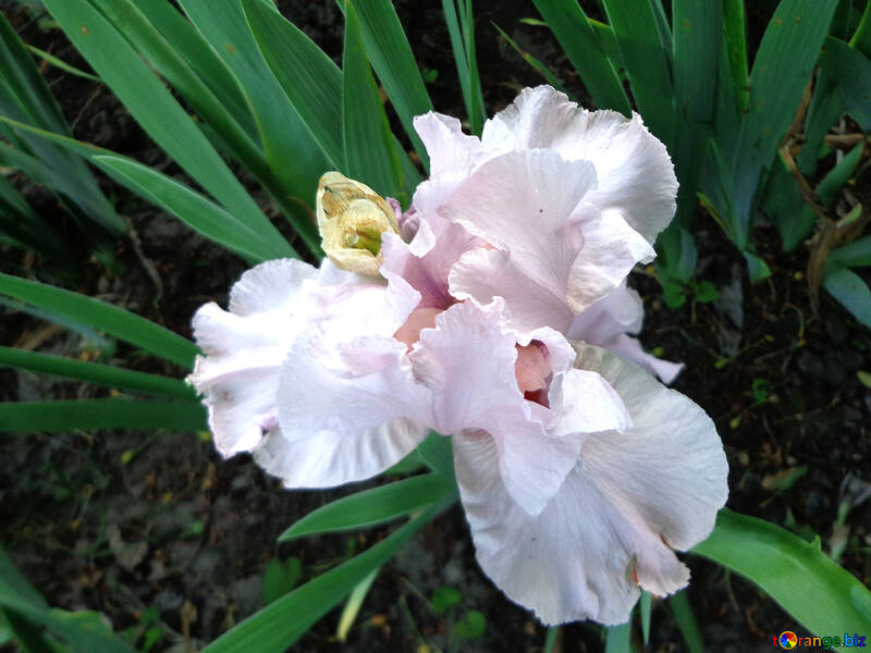 Flor del iris delicados №43030