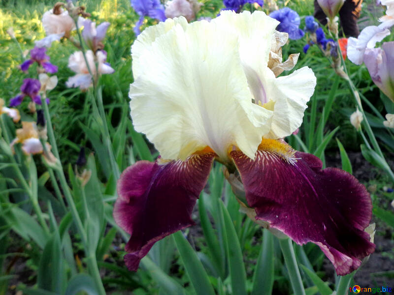 Flores de colores del iris №43032