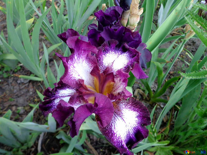 Lila Iris Blume №43017