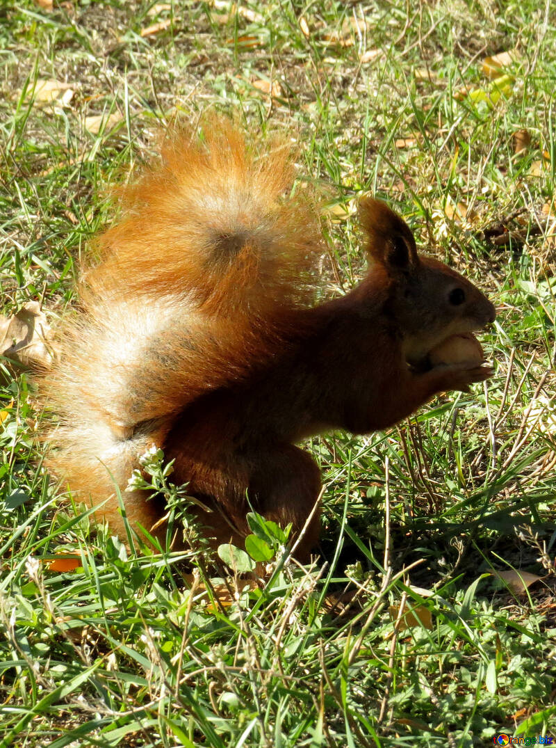 Eichhörnchen mit einer Nuss №43154