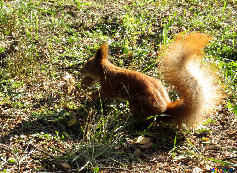 Squirrel with a nut №43174