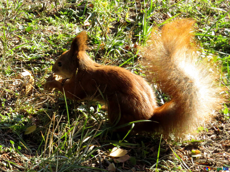 Eichhörnchen mit einer Nuss №43175