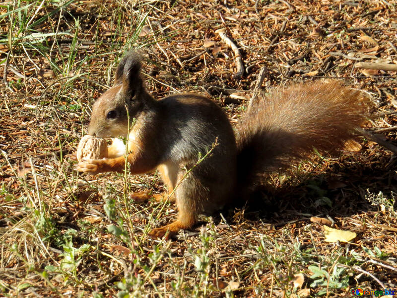 Das Eichhörnchen gefunden Walnuss №43194