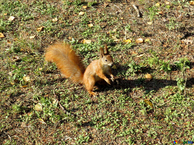 Eichhörnchen auf dem Boden №43155