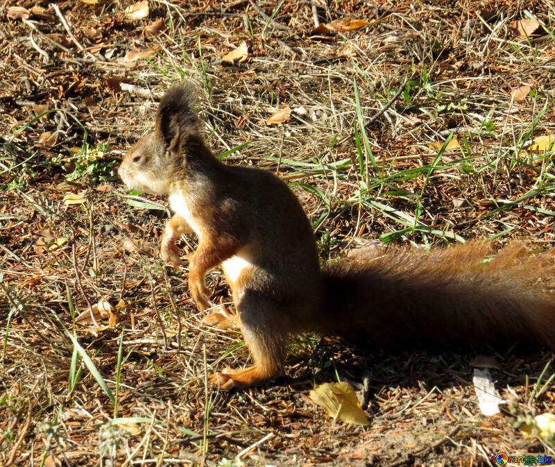 Squirrel on hind legs №43193