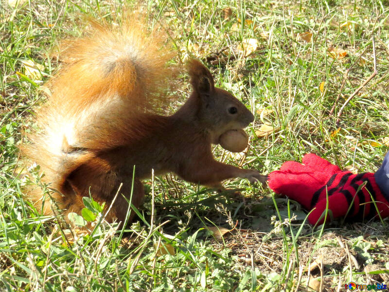 Eichhörnchen mit einer Nuss in den Mund №43152
