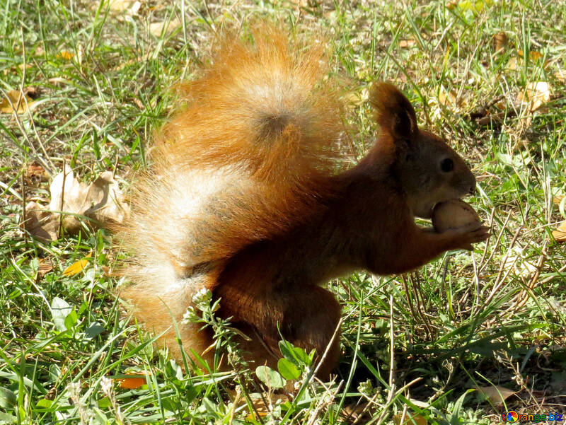 Squirrel in possesso di un dado №43153
