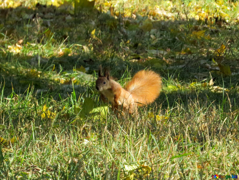 Écureuil saute sur l`herbe №43168