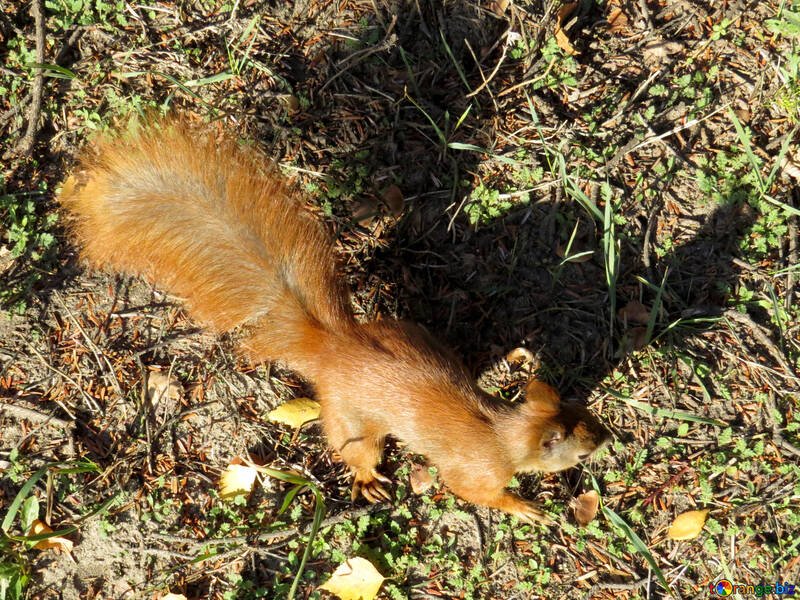 Squirrel runs around  №43158