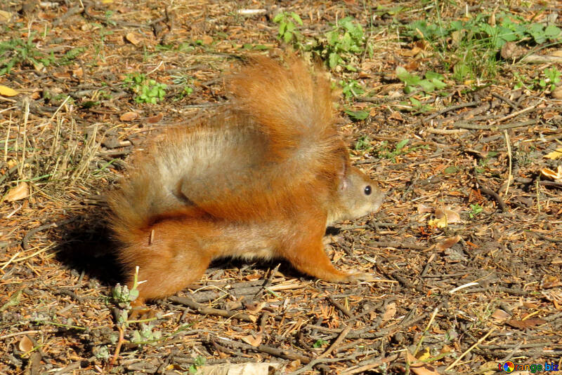 Squirrel runs for nuts №43173