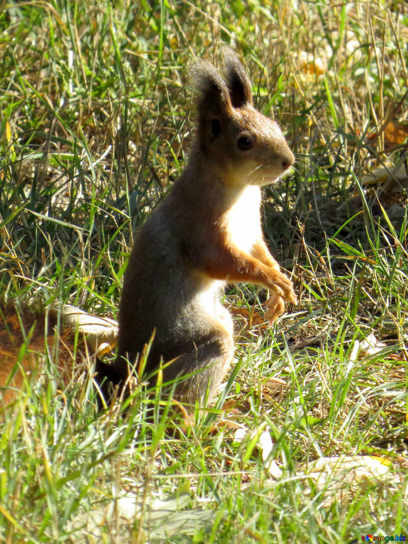 Squirrel sitting №43190