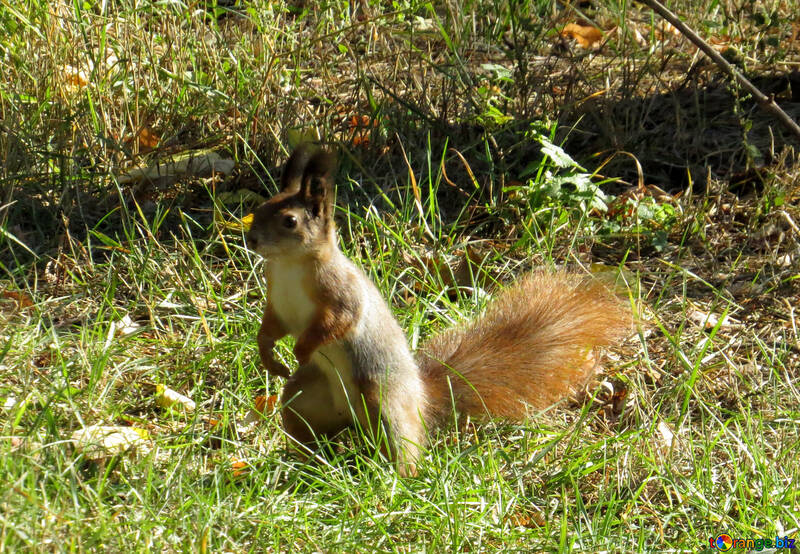 L`écureuil assis dans l`herbe №43189