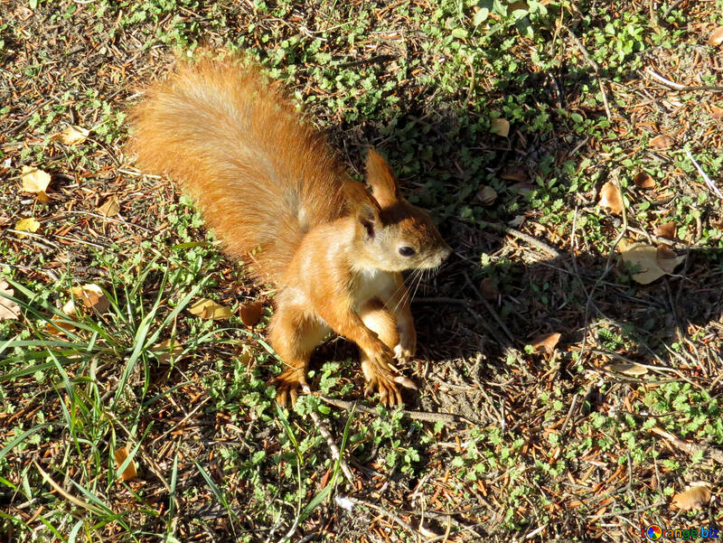 Eichhörnchen sitzt auf seinen Hinterbeinen №43157