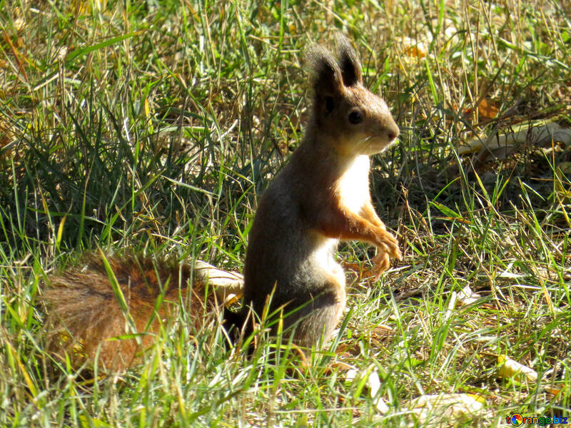 Squirrel attesa №43191