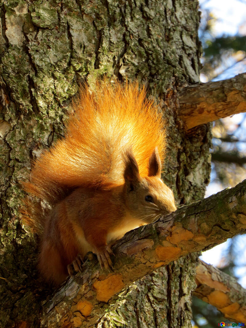 Eichhörnchen auf dem Baum №43164