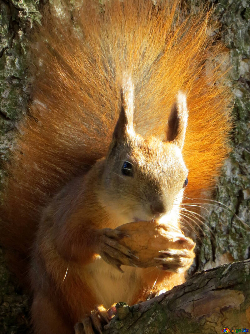 Squirrel eating nut №43180