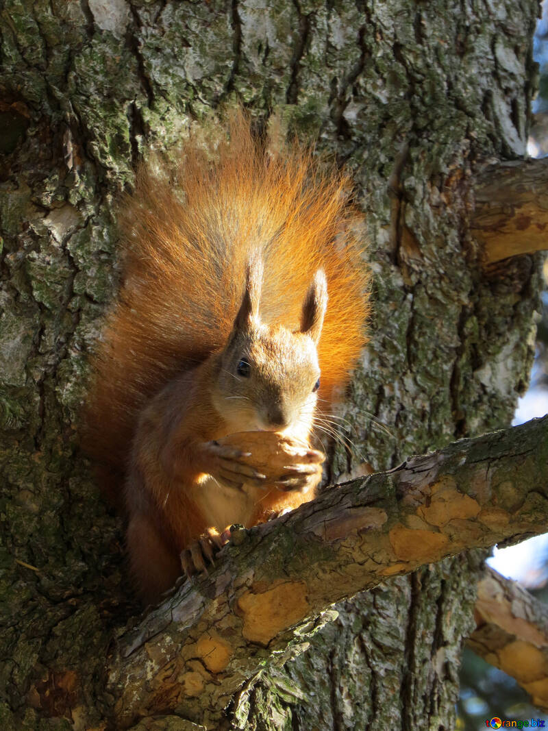 Écureuil mangeant l`écrou sur l`arbre №43181