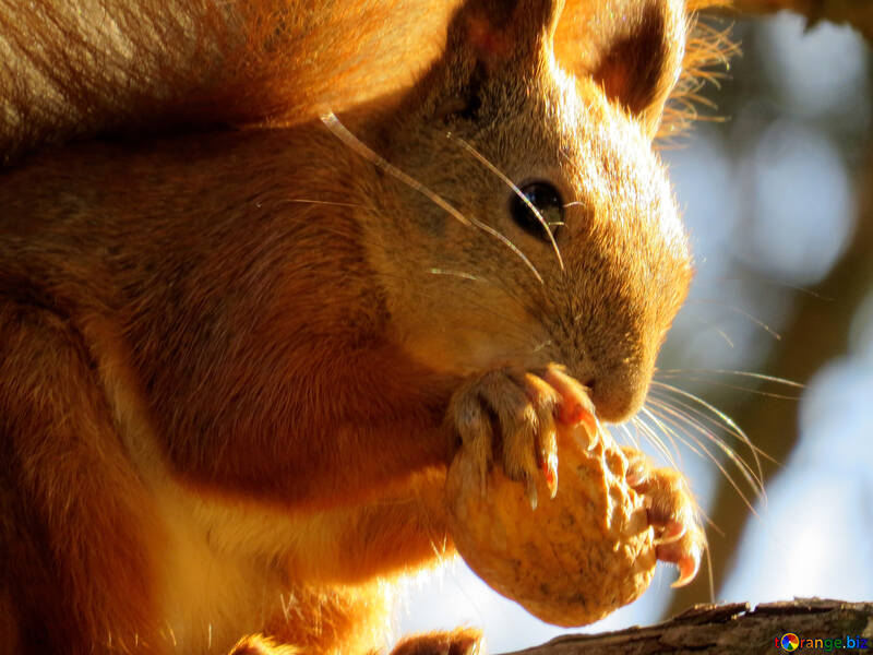 Eichhörnchen mit einer Nuss in seinen Pfoten №43160