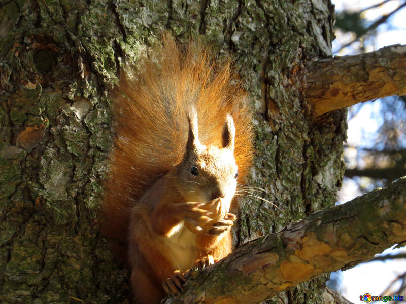 Squirrel with a nut on the trees №43179