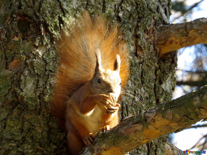 Squirrel o assento na árvore №43177