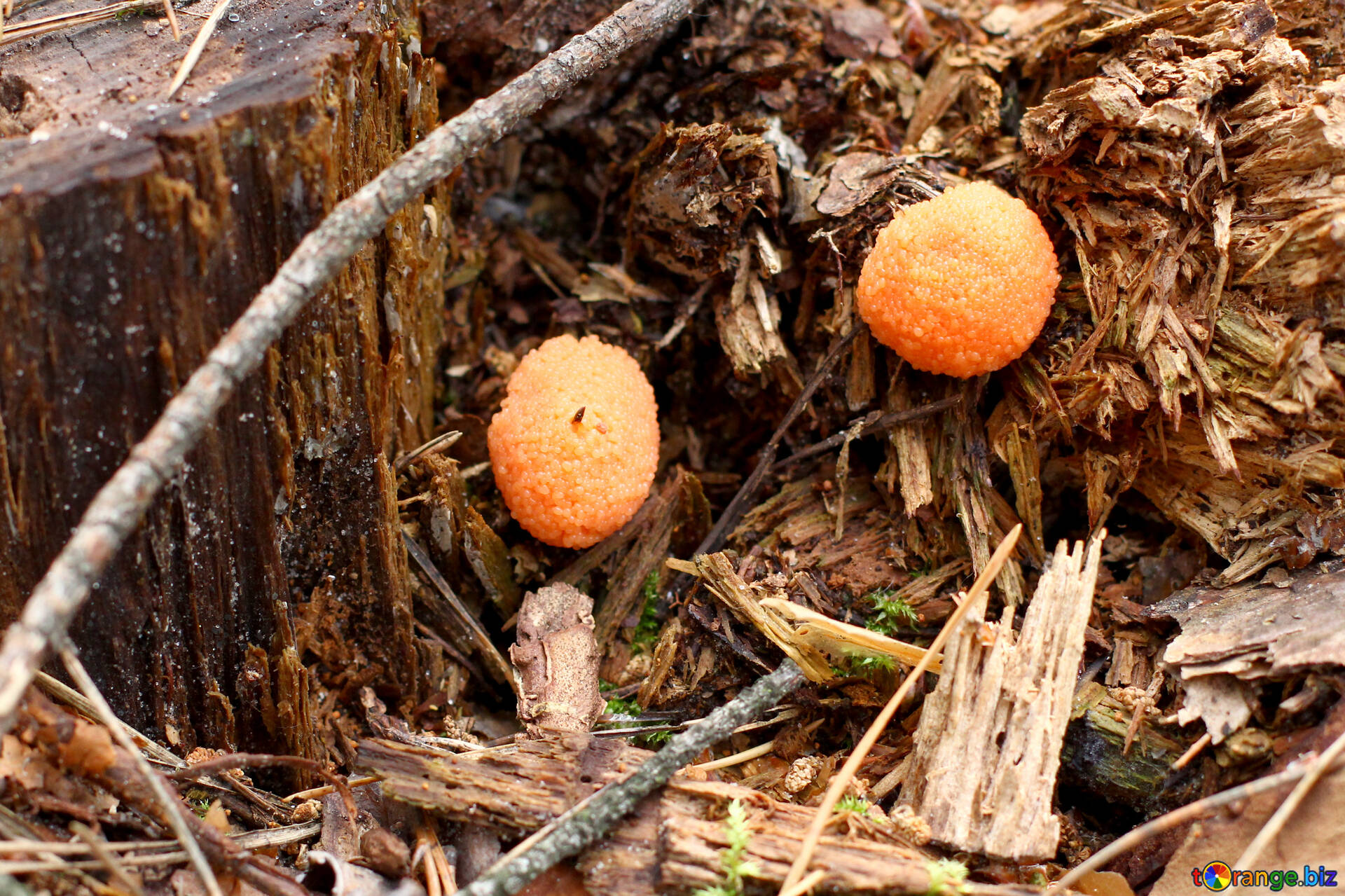 森の中のキノコ 無料の写真 森林オレンジ色のキノコ 無料の写真 キノコ Torange Biz