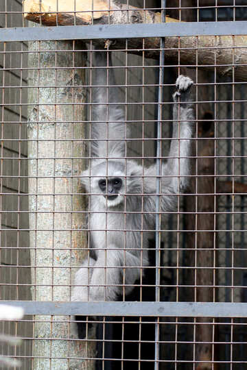 Ein Affe in einem Zoo №44914