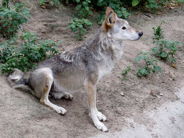 Wolf sitzt №44993