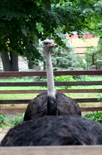 Ostrich №44897
