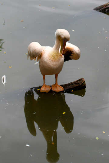 pelicano №44905