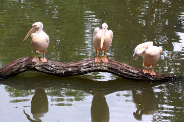 Pelicanos na árvore №44891