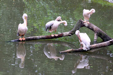 Pelicanos na árvore №44892