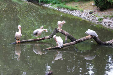 Pelicanos na árvore №44893