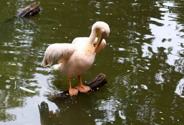 Pelikane auf dem Wasser №44894