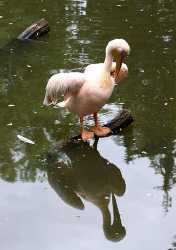 Pelicanos na água №44903