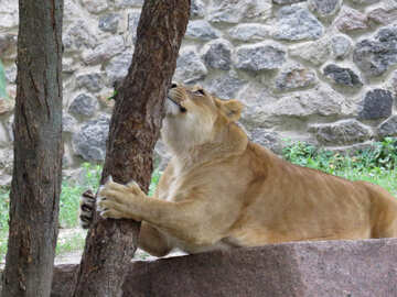 Lioness playing №44976