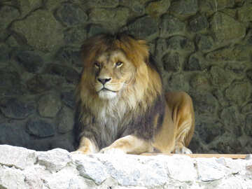 A lion №44967
