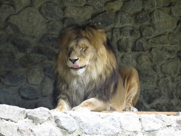A lion №44968