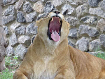 The lion roars №44971
