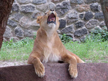 The lion roars №44975