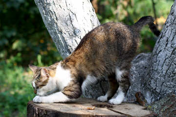 Chat assis sur un arbre №44941