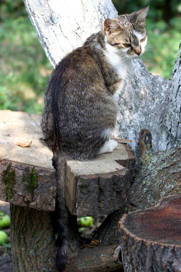 Cat sitting on a tree №44945