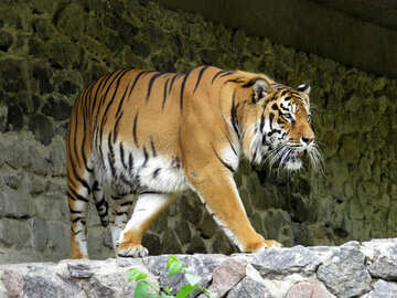 Tigre en el parque №45000