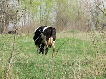 Cow №44596